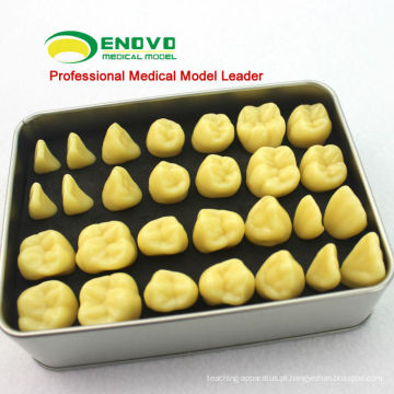 Modelo humano da anatomia do dente da resina da qualidade de TOOTH01 (12573) com empacotamento do Portable da caixa da liga
